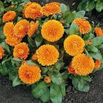 Calendula Flower- Bon Bon Series – Orange -1000 Seeds – Annual Flowers