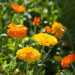 Calendula Flower Seeds -Bon Bon Series -Mix -1000 Seeds- Annual Garden