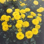 Calendula – Bon Bon Series – Yellow -1000 Flower Seeds – Annual Garden