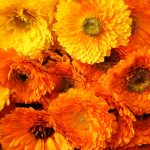 Calendula Flower Seeds -Pacific Beauty Mix -4 Oz- Annual – officinalis