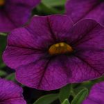 Calibrachoa – Kabloom Series – Blue – 100 Seeds – Annual Flower Garden