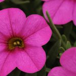 Calibrachoa Flower – Kabloom Series – Pink – 100 Seeds – Annual Garden