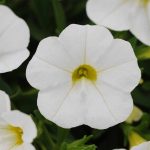Calibrachoa Flower – Kabloom Series -White- 100 Seeds – Annual Garden