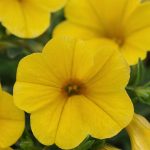 Calibrachoa Flower – Kabloom Series -Yellow -100 Seeds – Annual Garden