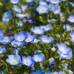 California Bluebells Flower Seeds -4 Oz- Annual Wildflower Garden Seed