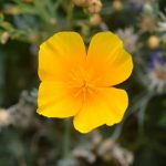 California Poppy Flower Seeds – 4 Oz – Annual Wildflower Garden Seed