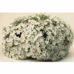 Campanula- Clip Series: White – 1000 Seeds – Perennial Flower Garden