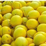 Canary Melon Garden Seeds (Treated) – Amy Hybrid – 1000 Seeds – Fruit