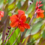 Canna Flower- Tropical Series: Bronze Scarlet -25 Seeds- Annual Garden