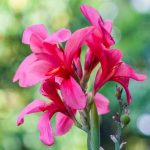 Canna Flower Seeds – Tropical Series: Rose – 25 Seeds – Annuals Garden