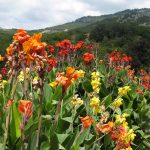 Canna Flower Seeds – Tropical Series: Mix – 100 Seeds – Annual Garden