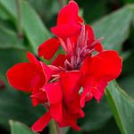 Canna Flower- Tropical Series: Red -100 Seed -Annual Canna x generalis