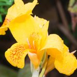 Canna Flower Seeds – Tropical Series: Yellow -25 Seeds- Annual Gardens