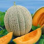 Cantaloupe Melon Garden Seeds – Hales Best Jumbo – 1 Oz – Non-GMO
