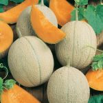 Cantaloupe Melon Garden Seeds – Hearts of Gold – 5 Lb Bulk – Heirloom