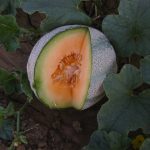 Cantaloupe Melon Garden Seeds – Planters Jumbo – 5 Lb Bulk – Heirloom