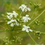 Caraway Herb Garden Seeds – 1 Lb – Biennial – Culinary Herb Gardening