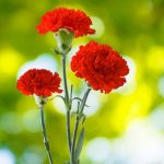 Carnation Flower Garden Seeds – CanCan Scarlet – 100 Seeds – Annual