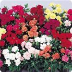 Carnation Flower Garden Seed – Lillipot Mix -100 Seeds-Annual -Can Can