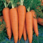 Danvers 126 Carrot Seeds – 5 Lb- Heirloom Vegetable, Microgreens Seed