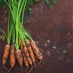 Little Finger Carrot Seeds -1 Lb- Non-GMO, Heirloom Carrots, Garden