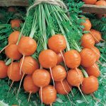 Parisian Carrot Seeds -1 Oz – Non-GMO, Heirloom Vegetable Garden Seeds