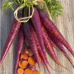 Purple Carrot Garden Seeds – 1 Oz – Heirloom, Non-GMO, Microgreens