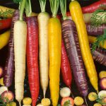 Organic Rainbow Blend Carrot Seed Mix -1 Oz- Heirloom Vegetable Garden