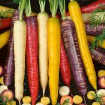 Rainbow Blend Carrot Seed -1 Lb- Heirloom: Red, Purple, White, Yellow
