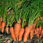 Royal Chantenay Carrot Seeds – 1 Oz – Non-GMO, Heirloom Seed – Micros