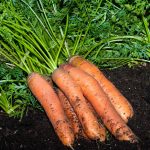 Organic Scarlet Nantes Carrot Seeds -1 Lb- Heirloom Seed, Microgreens