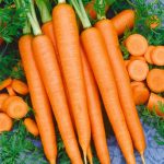 Tendersweet Carrot Seeds -4 Oz- Pelleted & Treated -Heirloom Garden