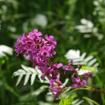 Catchfly Wildflower Seeds – 4 Oz – Annual Wild Flower Garden Seeds