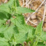 Catnip Herb Garden Seeds -5 Lb Bulk- Non-GMO, Heirloom Herbal Garden