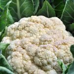 Self Blanche Cauliflower Seeds – 1 Lb – Heirloom Garden, Microgreens