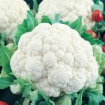 Snowbally Y Improved Cauliflower Seeds -5 Lb- Non-GMO, Heirloom Garden
