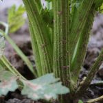 Celery, Utah Microgreens Seeds – 5 Lb Seed – Bulk Garden Seed