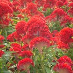 Crested Prestige Scarlet Celosia Seed -1000 Seeds- Annuals Flower Seed