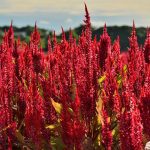 Forest Fire Celosia – 1000 Seeds – Bright Scarlet Annual Flower Garden