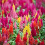 Plumed Castle Celosia -1000 Seeds- Color Mix – Annual Flower Gardening