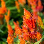 Plumed Castle Celosia Seeds -1000 Seeds- Orange – Annual Flower Garden