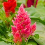 Plumed Castle Celosia Seeds – 1000 Seeds – Pink – Annual Flower Garden