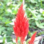 Plumed Castle Celosia – 1000 Seeds – Scarlet – Annual Flower Gardening