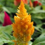 Plumed Castle Celosia – 1000 Seeds – Yellow – Annual – Celosia plumosa