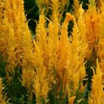 Plumed Castle Celosia Seeds -1000 Seeds- Yellow – Annual Flower Garden
