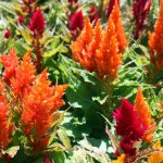 Fresh Look Plumed Celosia -1000 Seeds- Color Mix -Annual Flower Garden