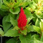 Fresh Look Plumed Celosia Seeds -1000 Seeds- Red -Annual Flower Garden