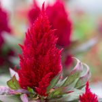 New Look Plumed Celosia -1000 Seeds- Scarlet Red- Annual Flowers Seed