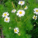 German Chamomile Herb Seeds -1 Oz- Heirloom Seed – Matricaria recutita