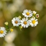Roman Chamomile Herb Garden Seeds – 4 Oz – Heirloom – Anthemis nobilis